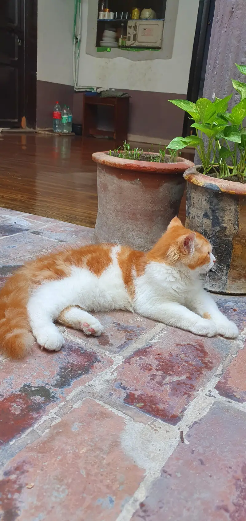 Persian Male Cat — photo 6