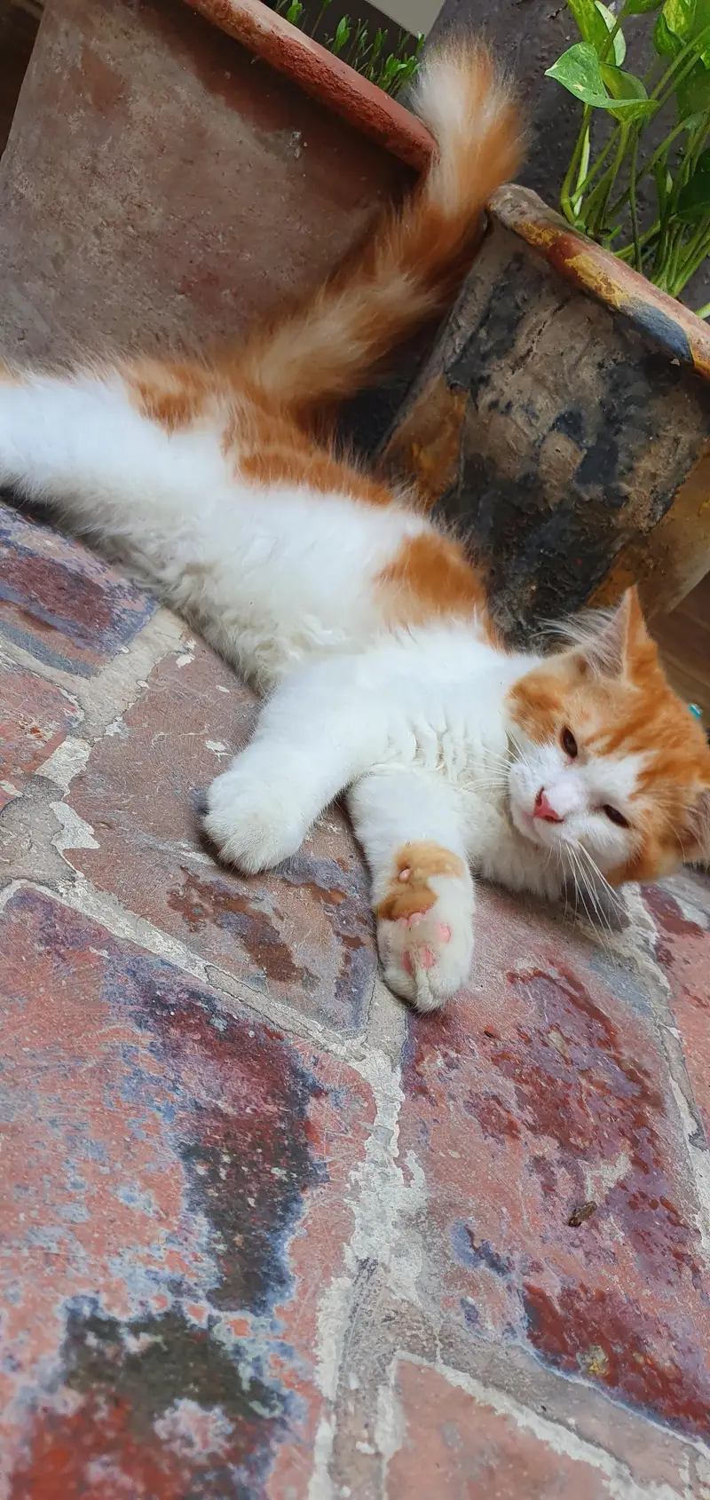 Persian Male Cat — photo 7
