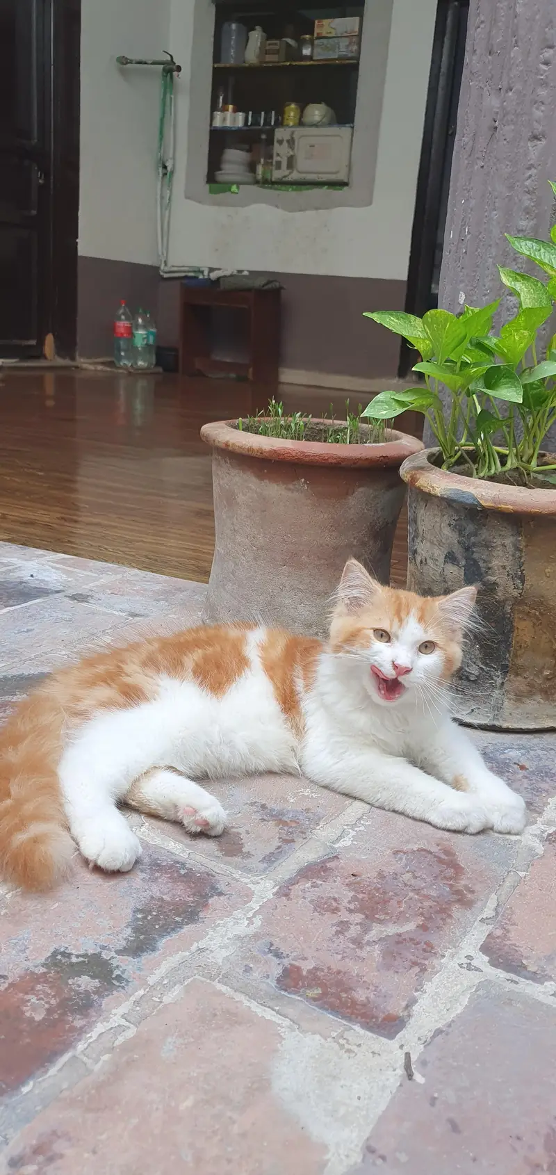 Persian Male Cat — photo 8