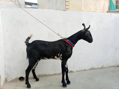 barbari bakri 14 mahina ki ha