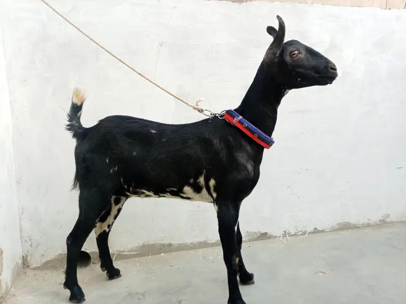 barbari bakri 14 mahina ki ha — photo 2