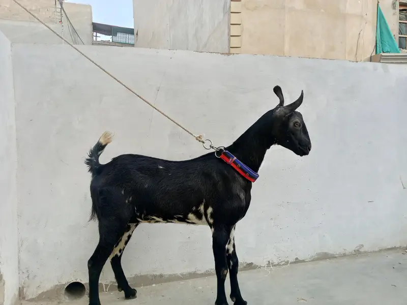 barbari bakri 14 mahina ki ha — photo 3