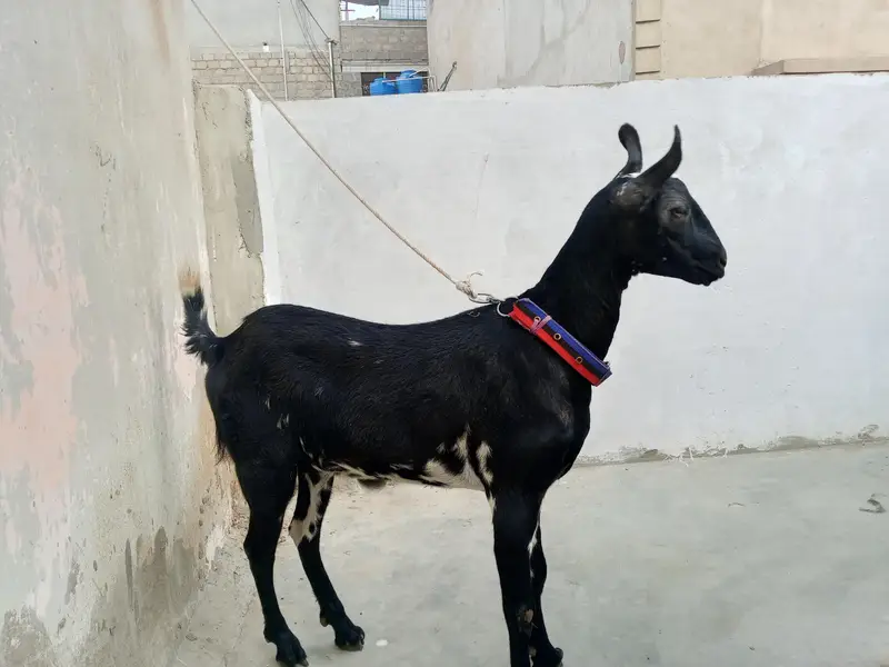 barbari bakri 14 mahina ki ha — photo 4