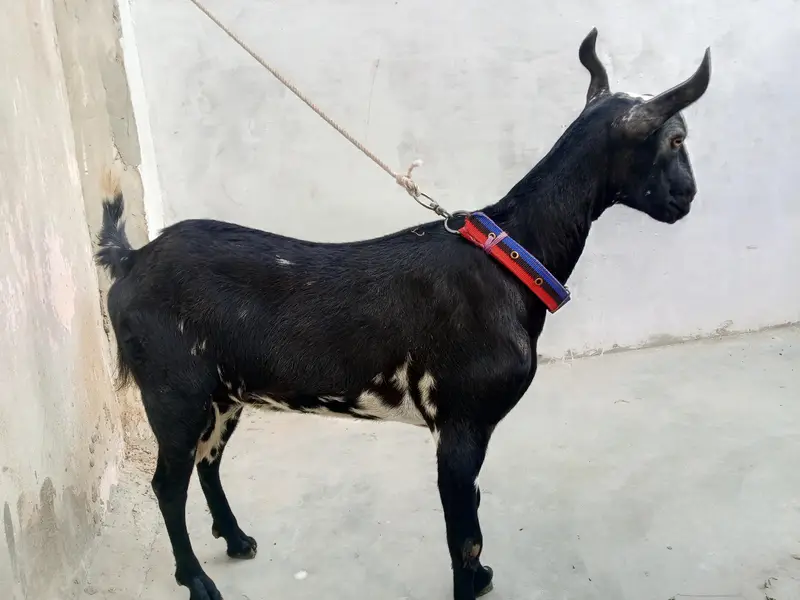 barbari bakri 14 mahina ki ha — photo 5