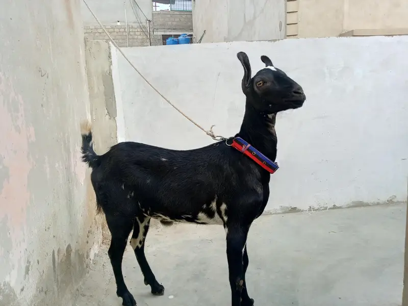 barbari bakri 14 mahina ki ha — photo 6