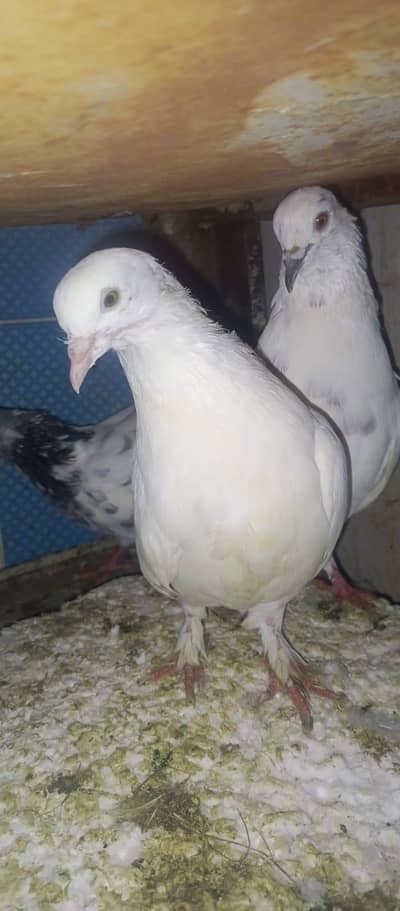 urgent sale