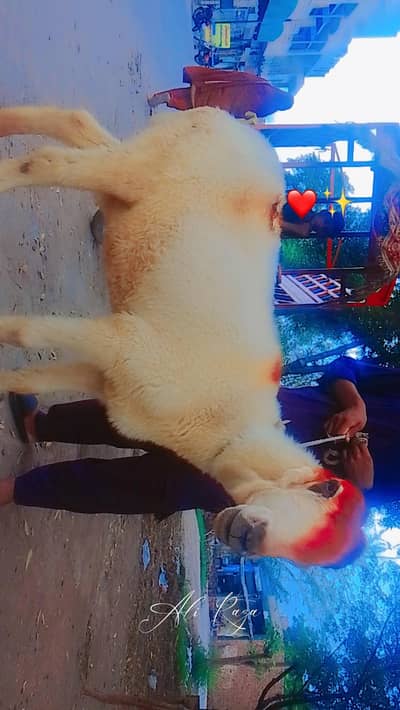 mundari