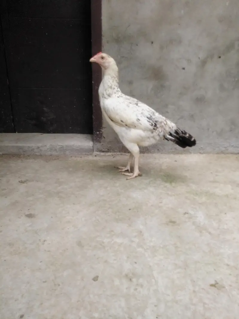 Kurak khatam ki hai ando k liye tyar hai — photo 2