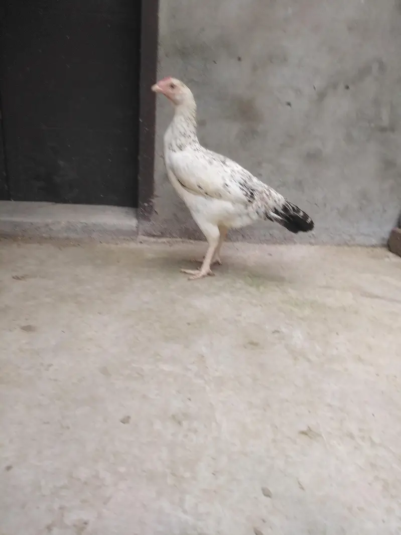 Kurak khatam ki hai ando k liye tyar hai — photo 3