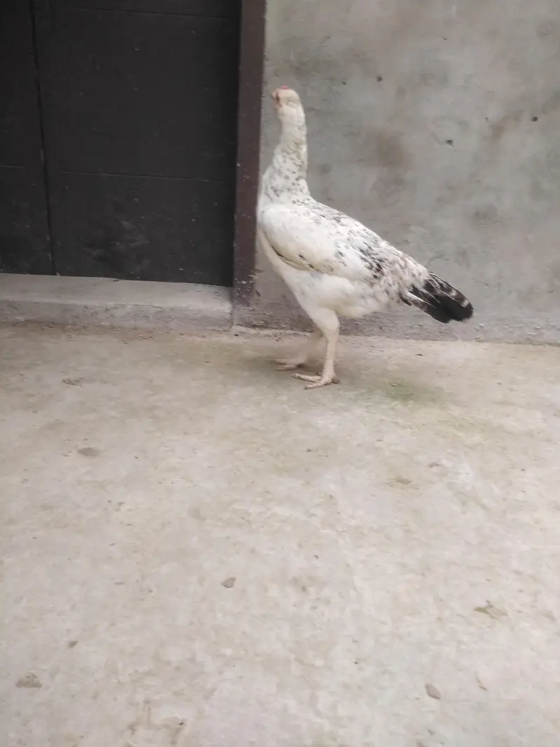 Kurak khatam ki hai ando k liye tyar hai — photo 4