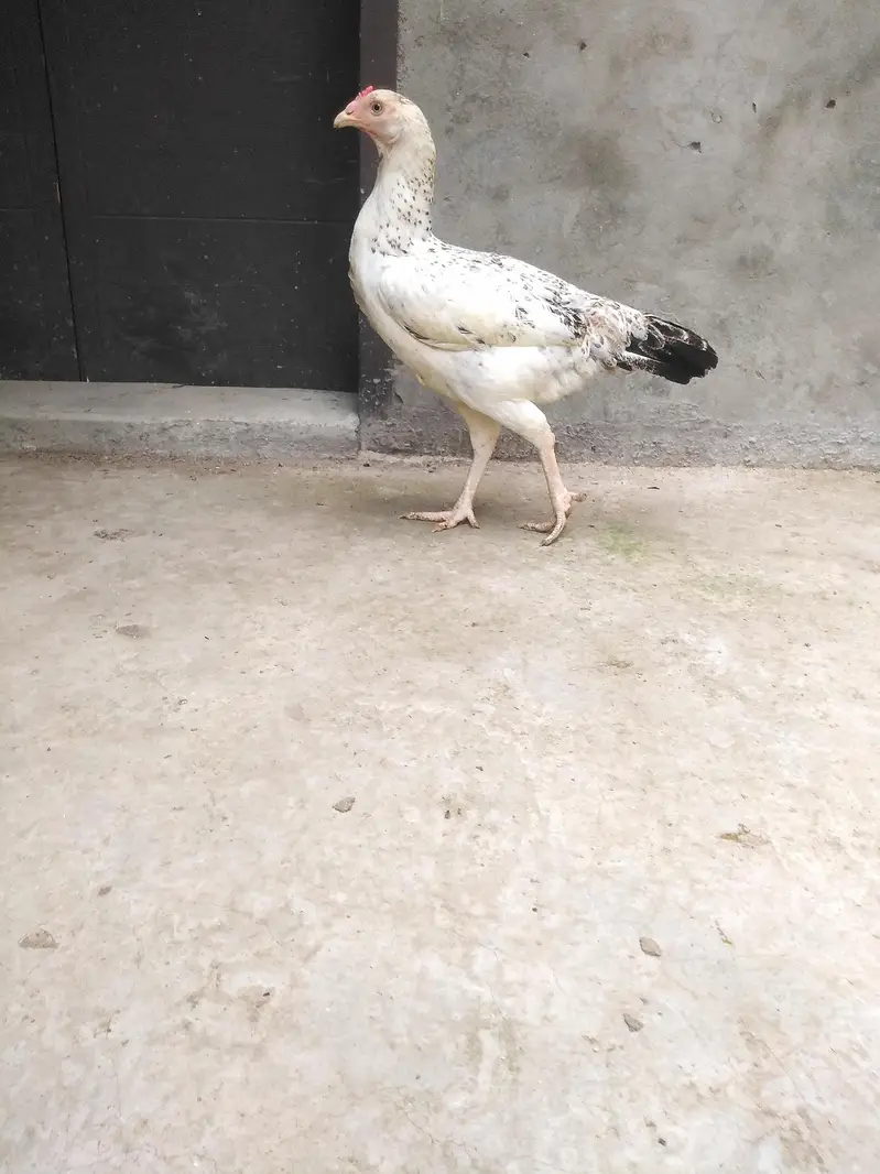 Kurak khatam ki hai ando k liye tyar hai — photo 5