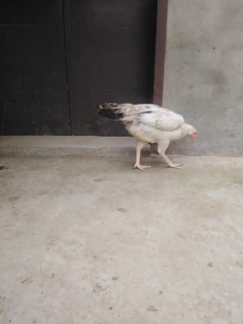 Kurak khatam ki hai ando k liye tyar hai — photo 6