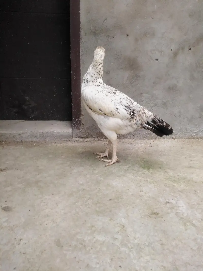 Kurak khatam ki hai ando k liye tyar hai — photo 7
