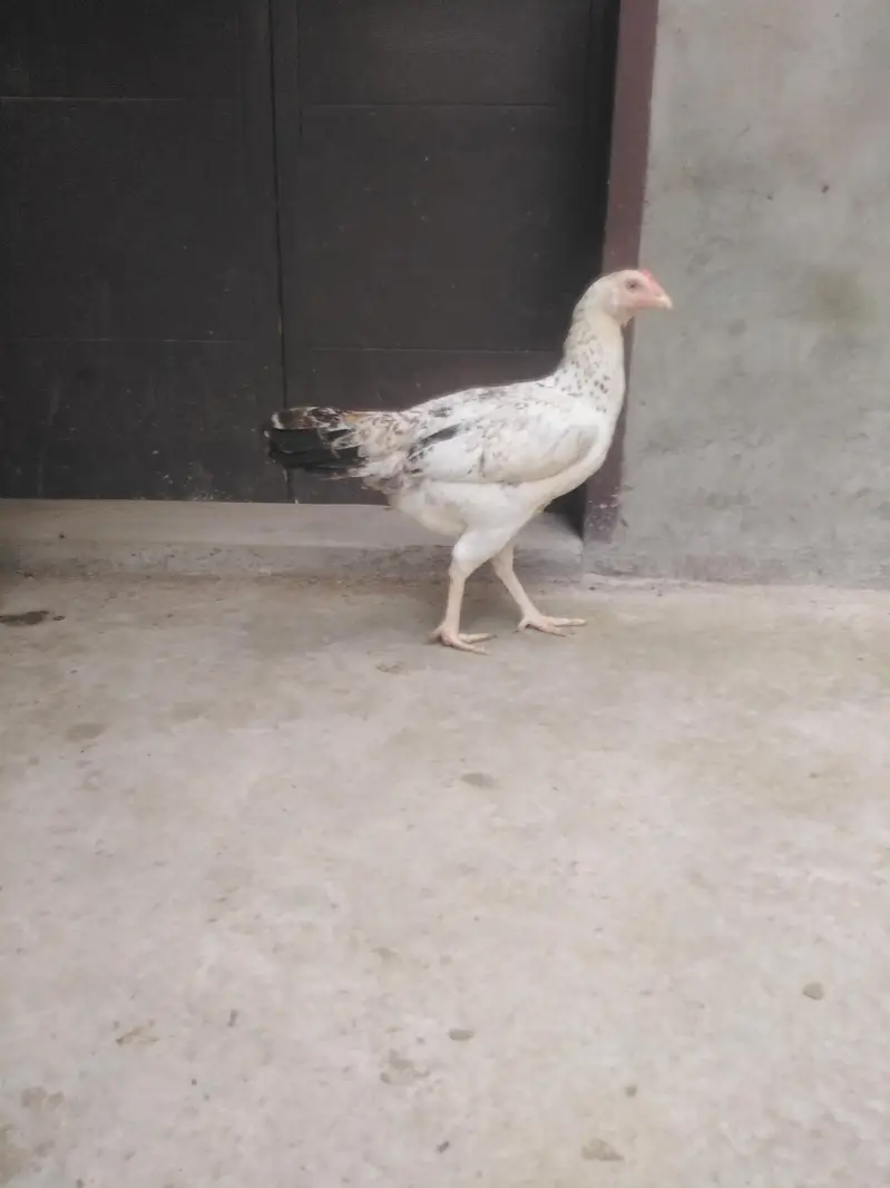 Kurak khatam ki hai ando k liye tyar hai — photo 9