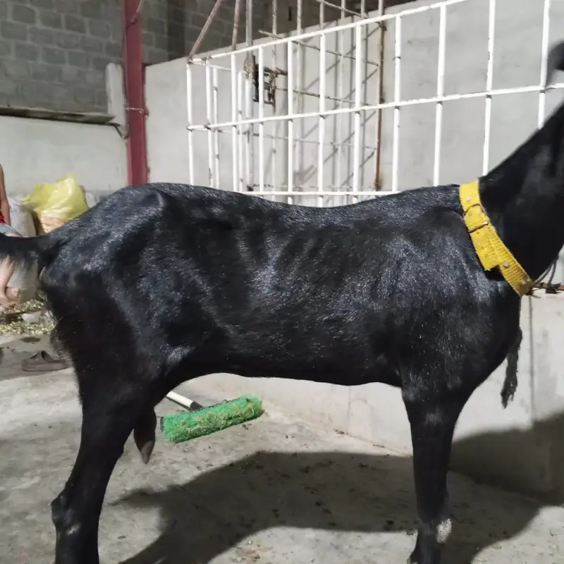 Beetle bakra cros | goat | bakra | beetal amartsai bakra | sale — photo 6