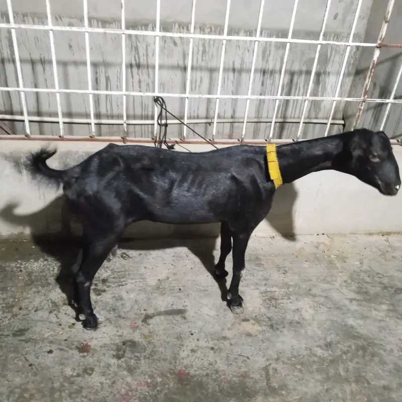 Beetle bakra cros | goat | bakra | beetal amartsai bakra | sale — photo 5