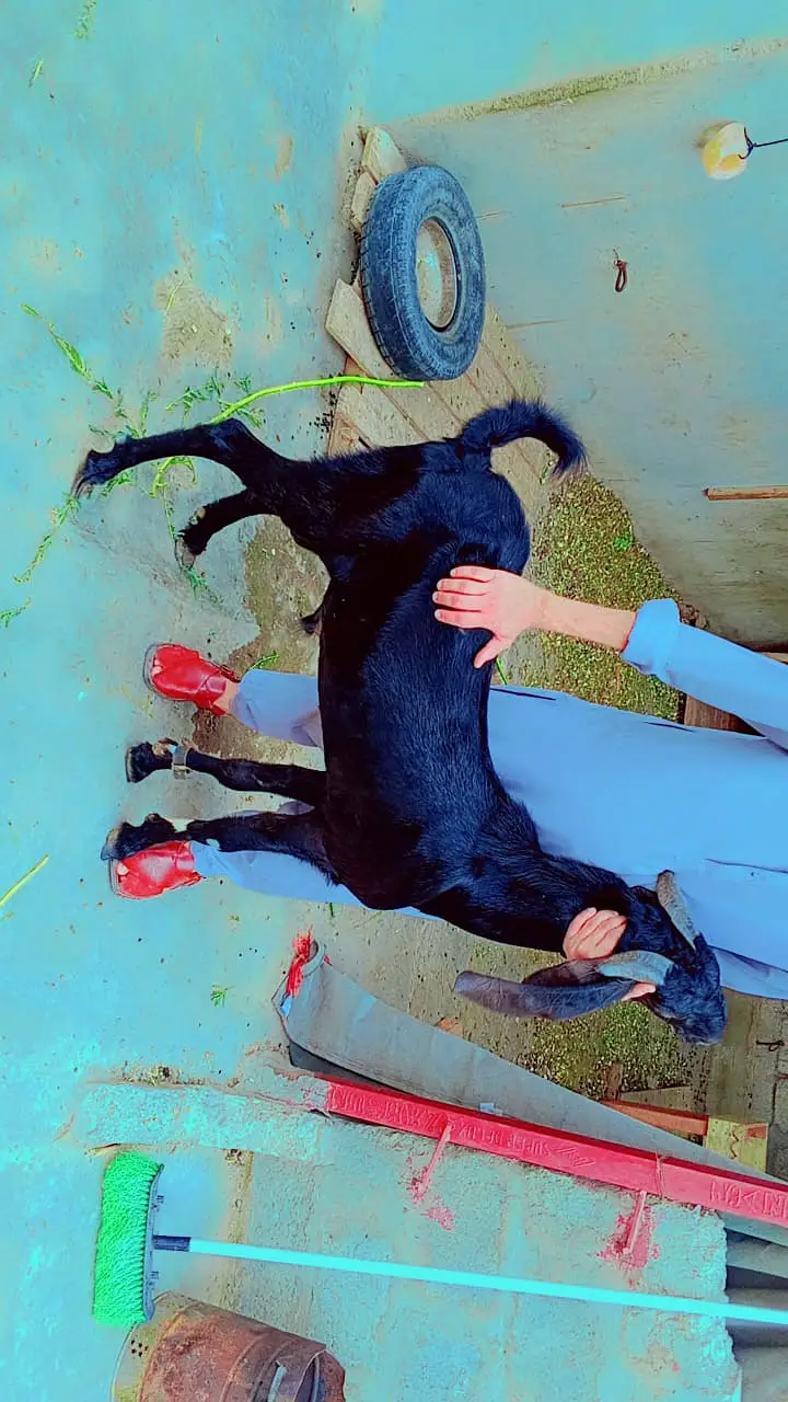 Beetle bakra cros | goat | bakra | beetal amartsai bakra | sale — photo 3