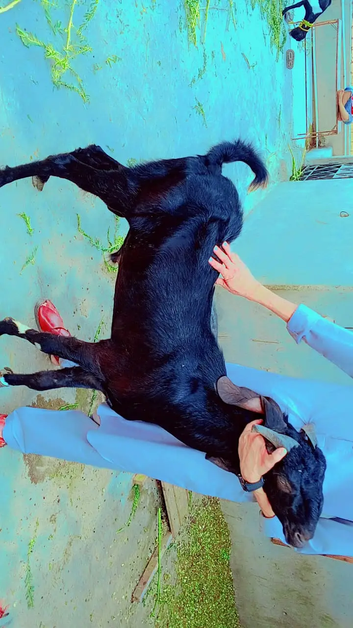 Beetle bakra cros | goat | bakra | beetal amartsai bakra | sale — photo 2
