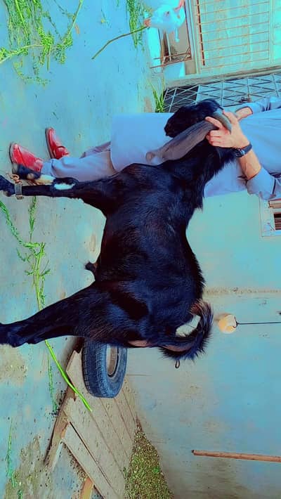 Beetle bakra cros | goat | bakra | beetal amartsai bakra | sale