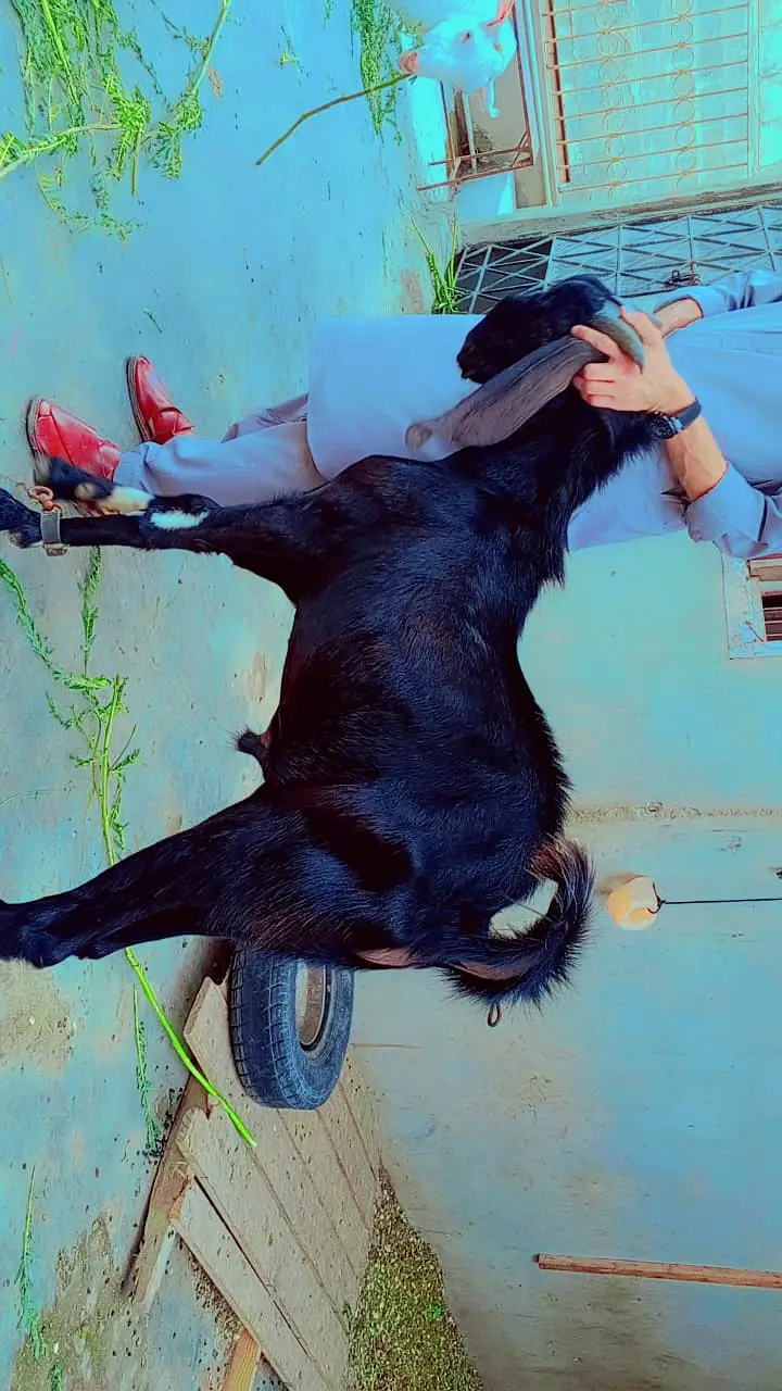Beetle bakra cros | goat | bakra | beetal amartsai bakra | sale