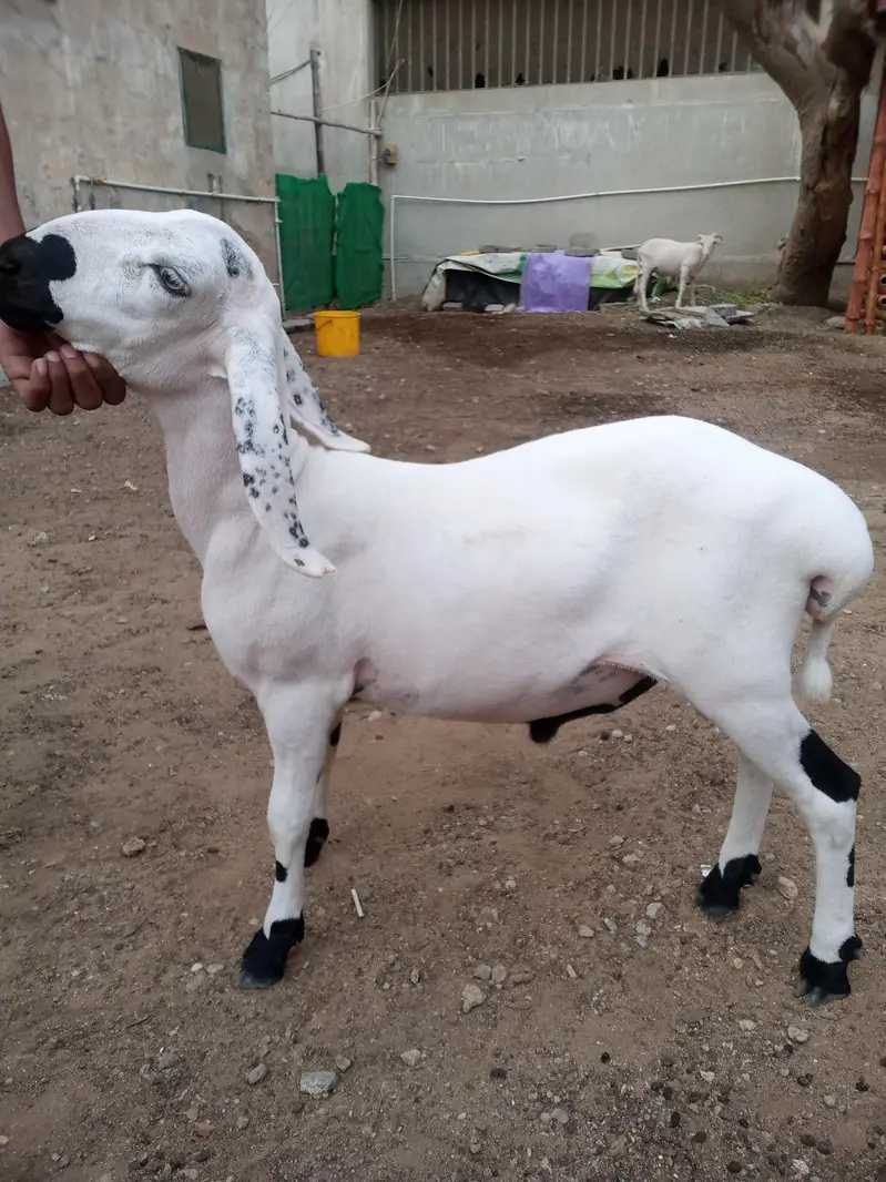 dumba Sheep | Kajla | Bakra | Goat | chaki dumba