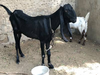 Excellent quality breeder goat with 2 female kids available for sale