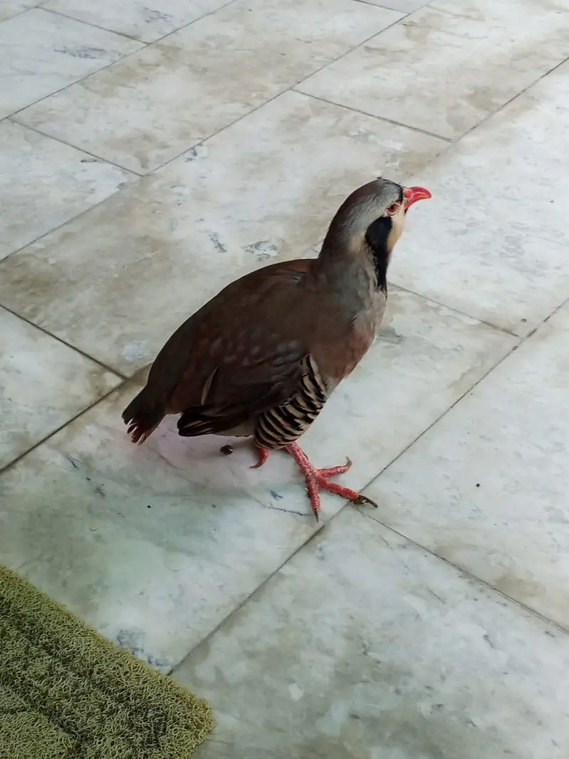 chakor for sale — photo 2