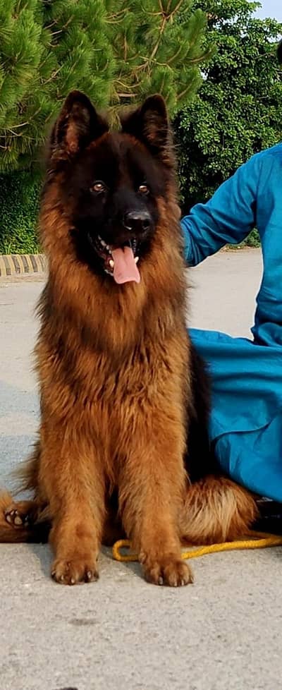 German Shepherd long coat male 9 mahine age for sale