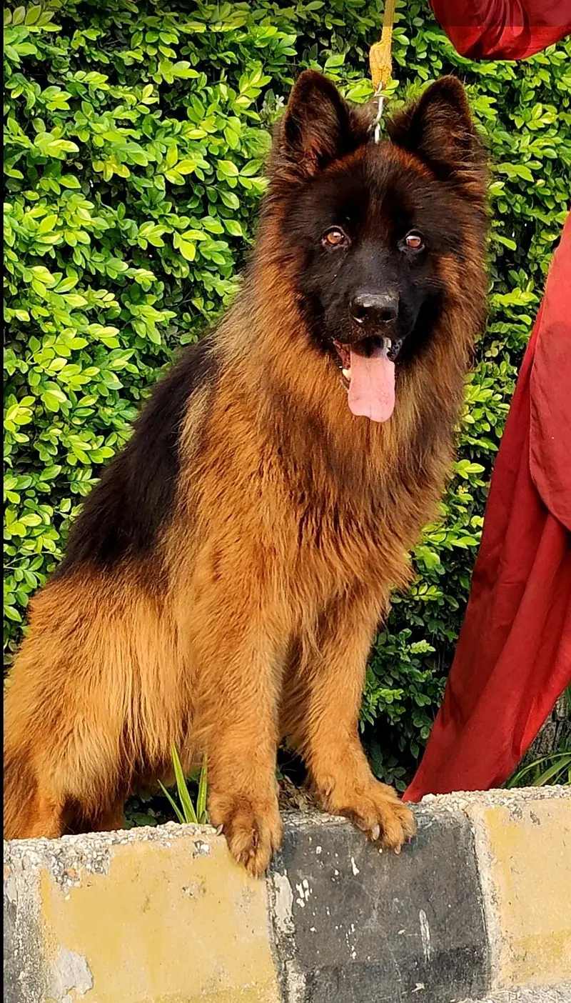 German Shepherd long coat male 9 mahine age for sale — photo 2