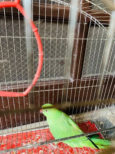 parrot