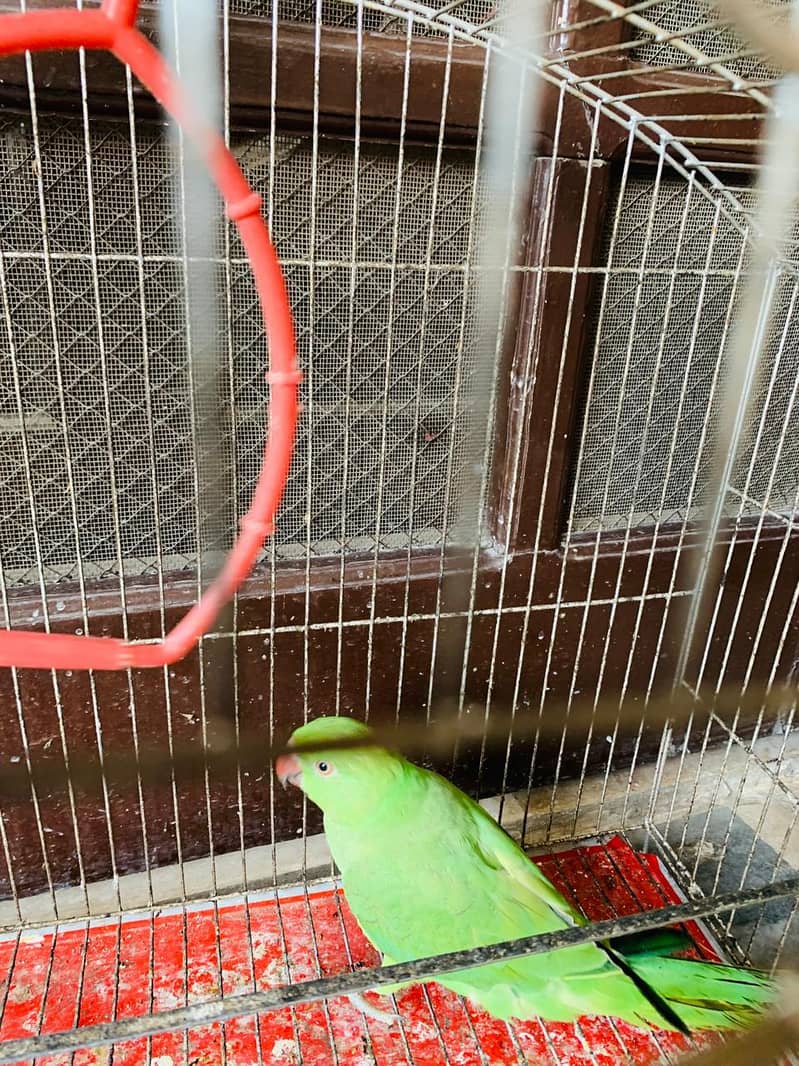 parrot 0