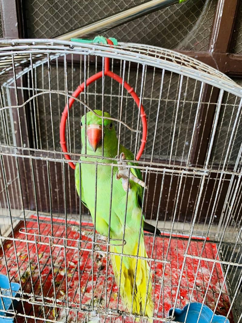 parrot 1