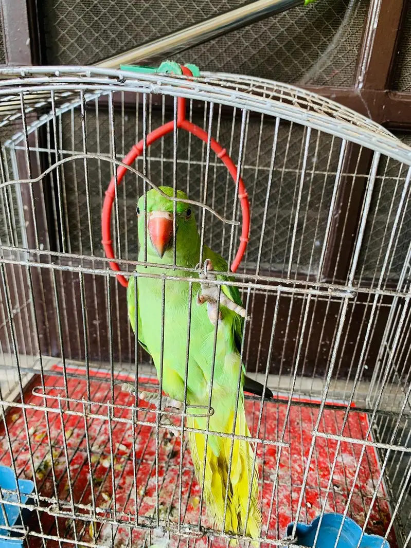 parrot — photo 2