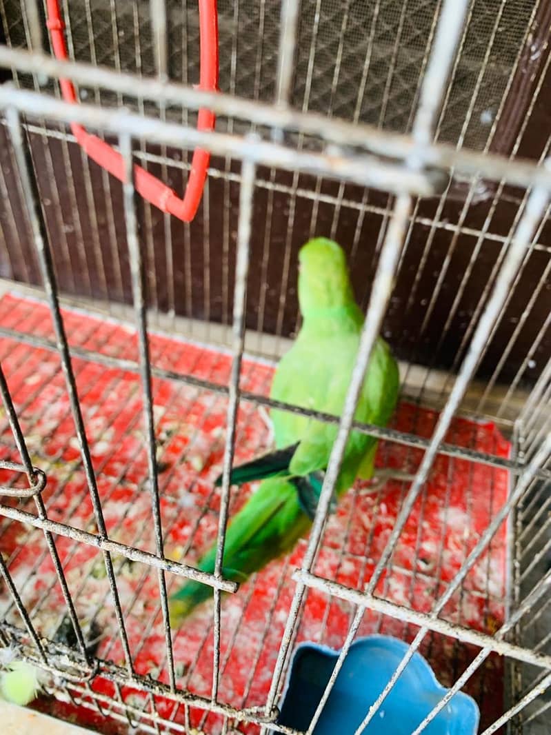 parrot 2