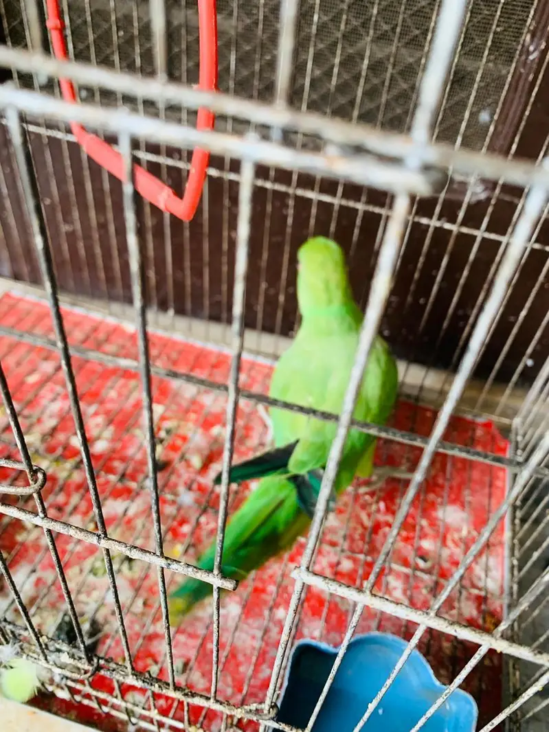 parrot — photo 3
