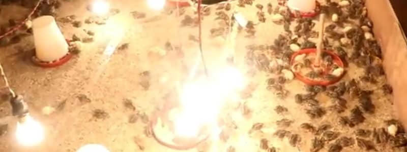 Batair Eggs | Quail Chicks