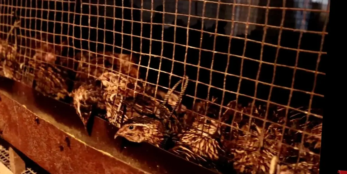 Batair Eggs | Quail Chicks — photo 3