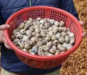 Batair Eggs | Quail Chicks — photo 4