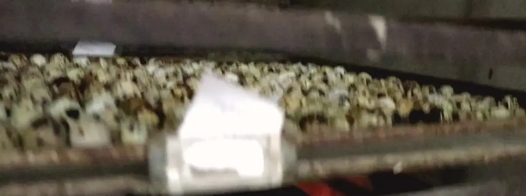 Batair Eggs | Quail Chicks — photo 5