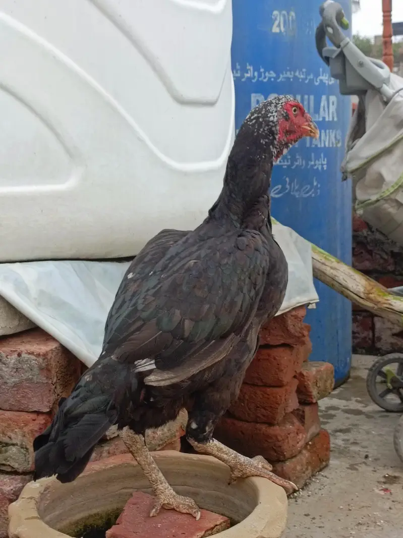 anday bacho ki granti — photo 2