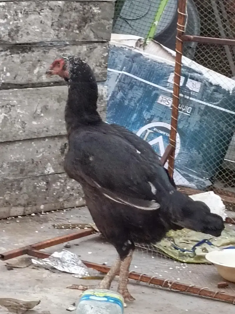 anday bacho ki granti — photo 3