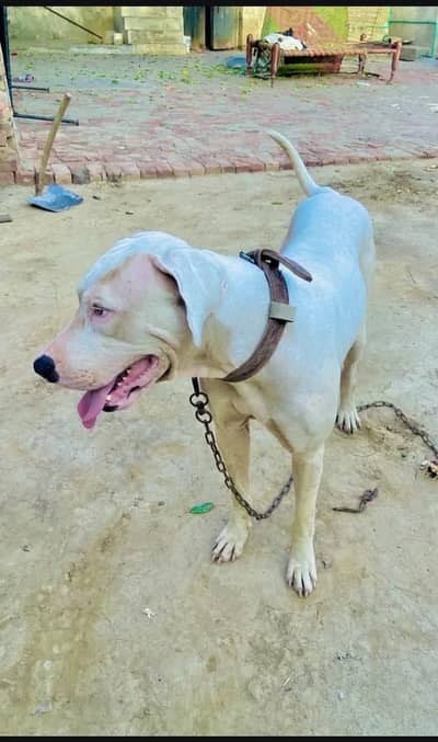 Bully gultair kohati dog for sale