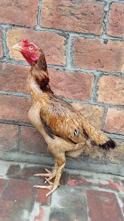 Sindhi Aseel Female Murgi Full Size Pakistani