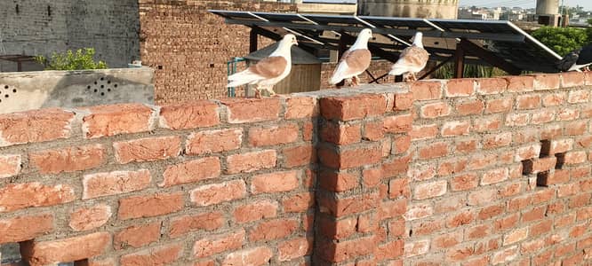 Fancy pigeons