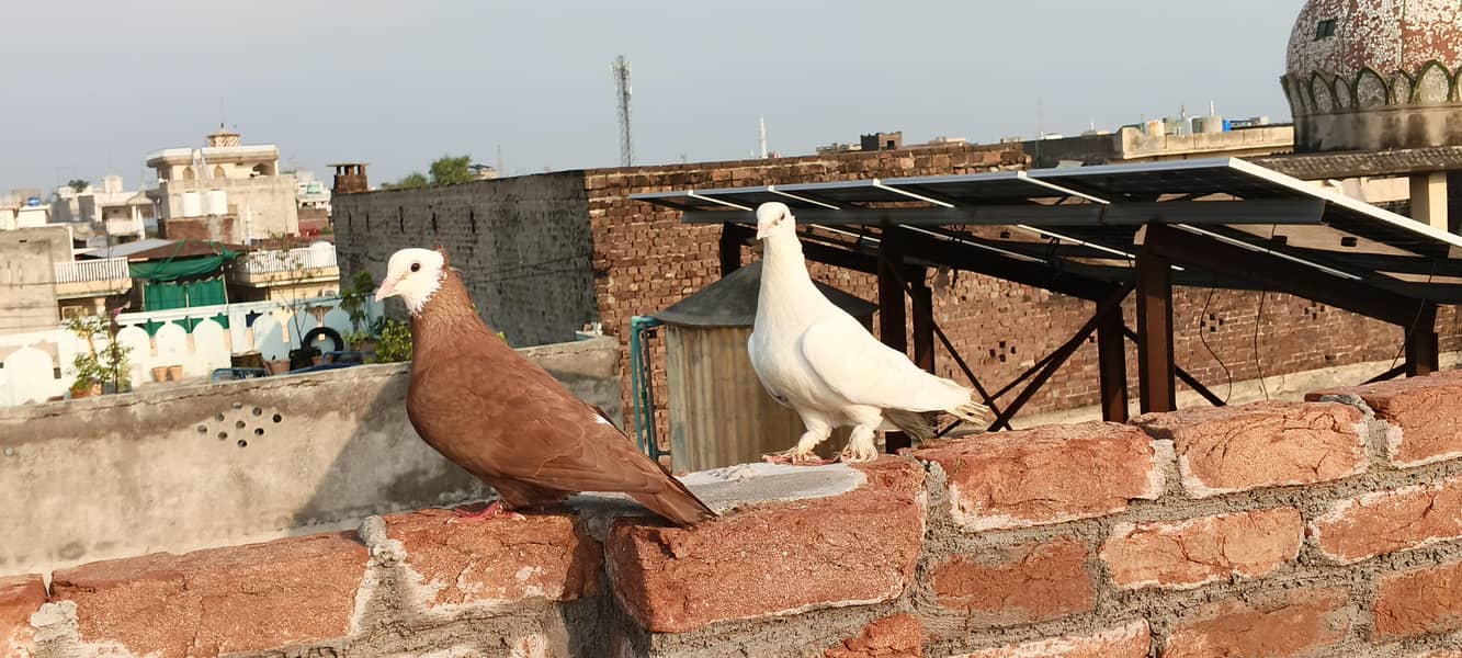 Fancy pigeons 1