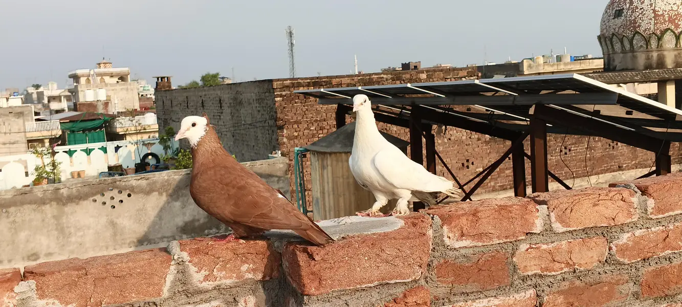 Fancy pigeons — photo 2