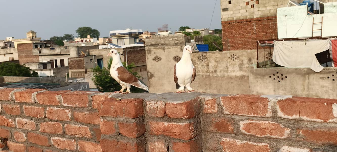 Fancy pigeons 2