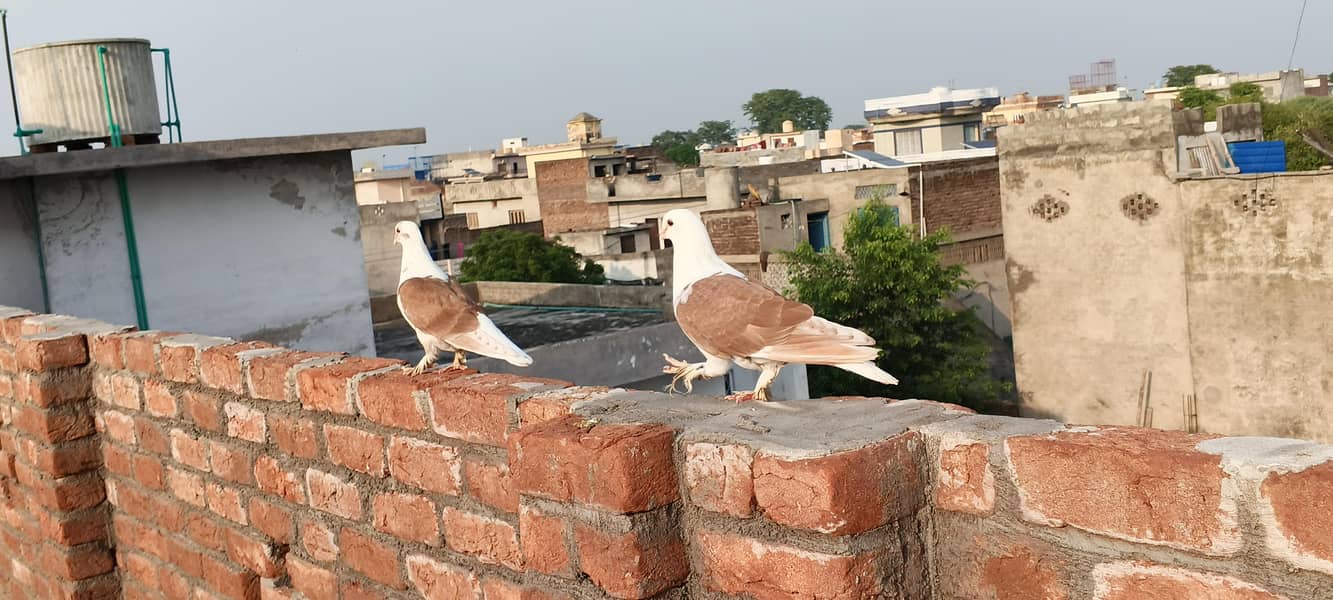 Fancy pigeons 3