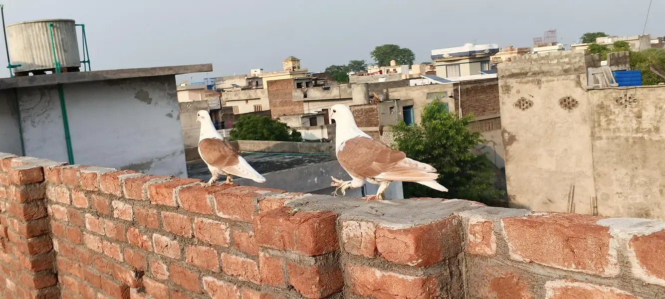 Fancy pigeons — photo 4
