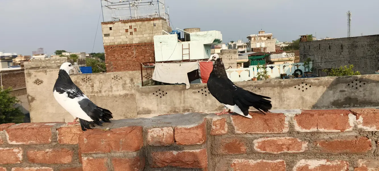 Fancy pigeons — photo 5
